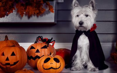 Halloween Pet Costumes: Dress Up Your Furry Friends for the Spookiest Season